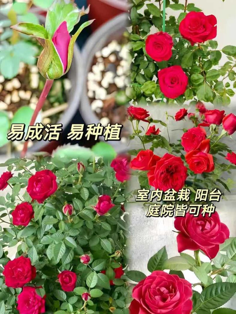 云南玫瑰花苗红花大花浓香高原红卡罗拉自由