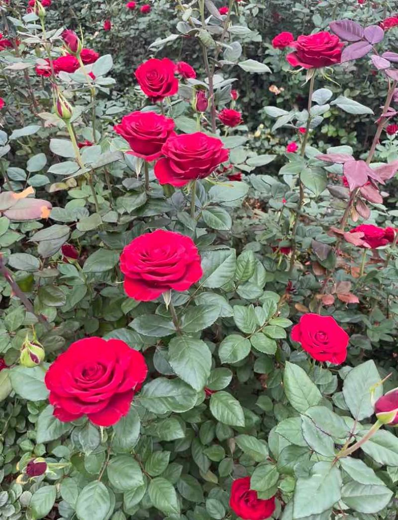 云南玫瑰花苗红花大花浓香高原红卡罗拉自由