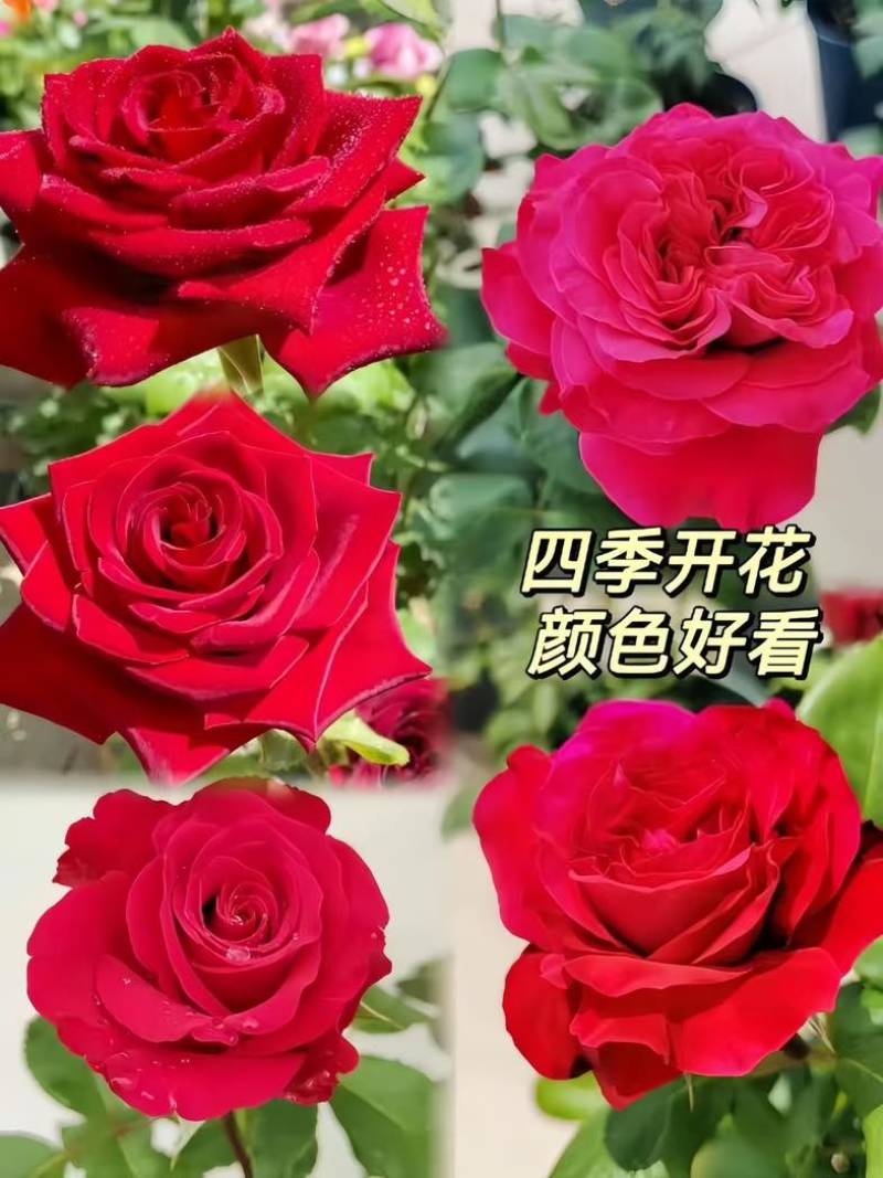 云南玫瑰花苗红花大花浓香高原红卡罗拉自由