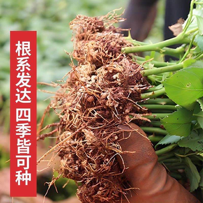 云南玫瑰花苗红花大花浓香高原红卡罗拉自由