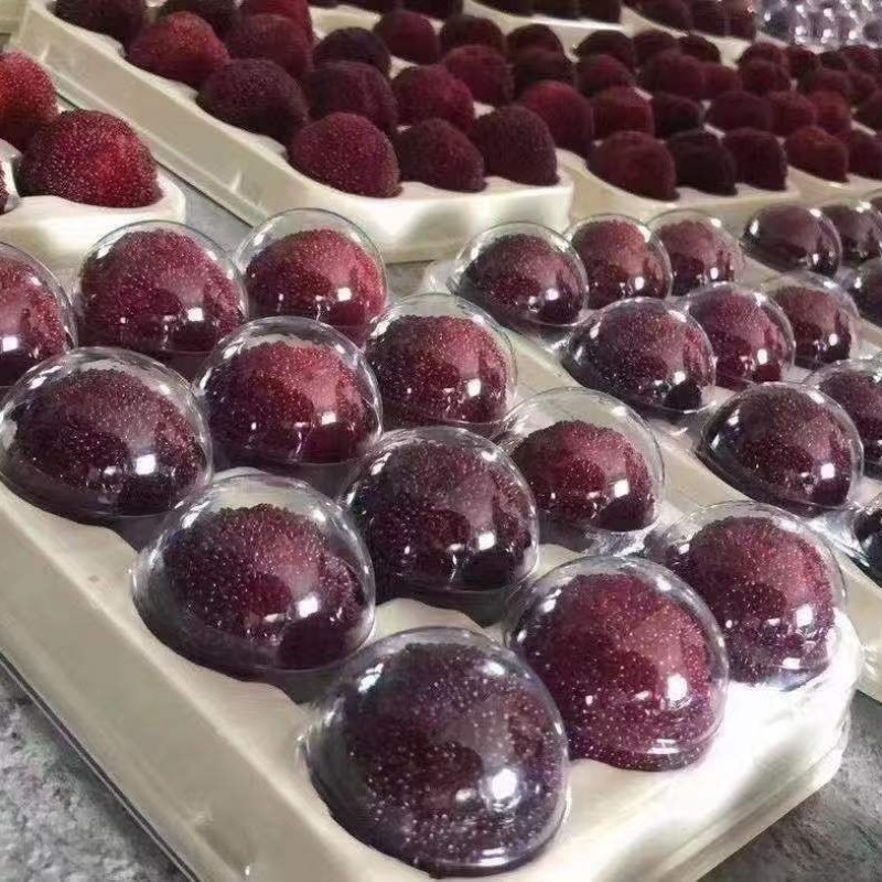 精品文成东魁杨梅
