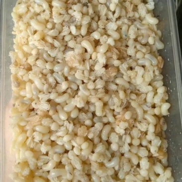 今年新品，正宗野生蚂蚁卵！美味/高蛋白！
