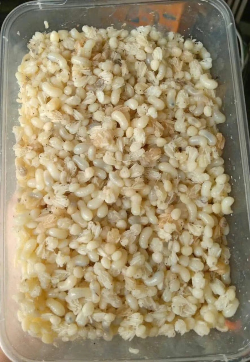 今年新品，正宗野生蚂蚁卵！美味/高蛋白！