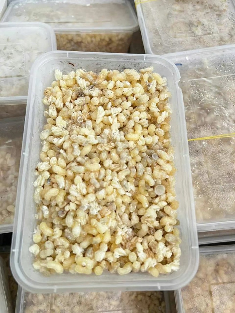 今年新品，正宗野生蚂蚁卵！美味/高蛋白！