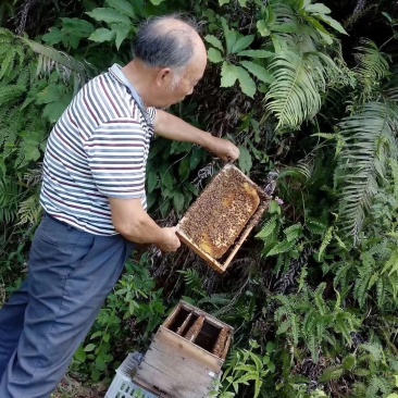 低价枇杷花蜂蜜/冬蜜纯正速销