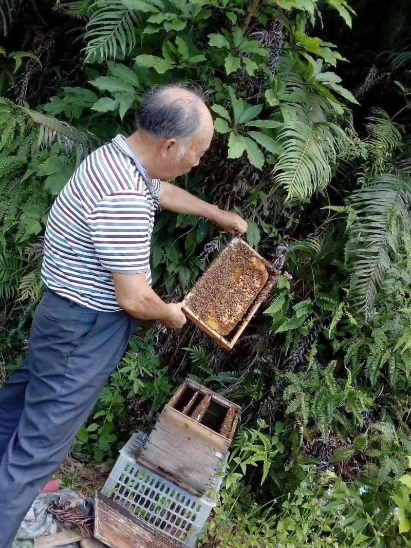 低价枇杷花蜂蜜/冬蜜纯正速销