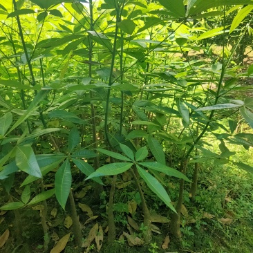发财树树苗