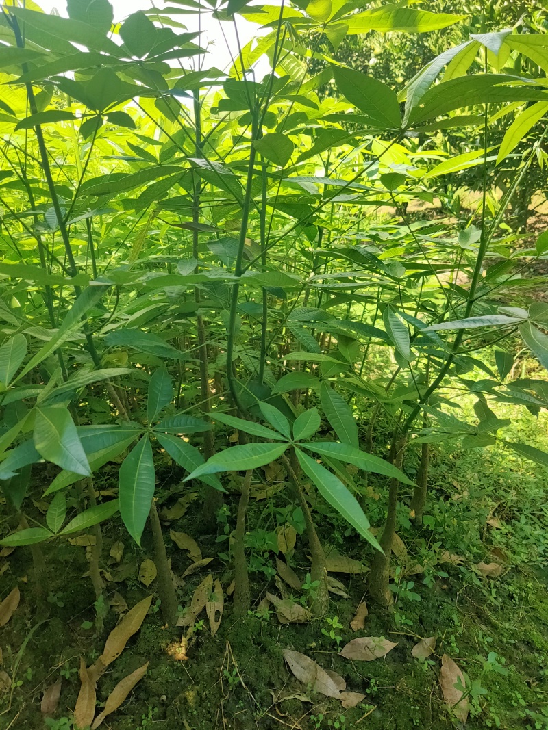 发财树树苗