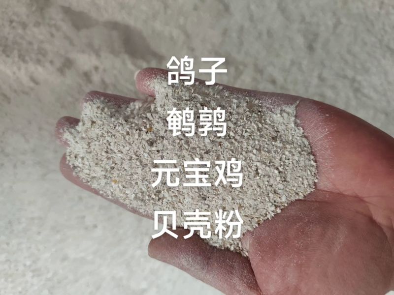 贝壳粉钙吸收率比石粉高30%