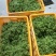 云南夜香花，臭菜，树仔菜
