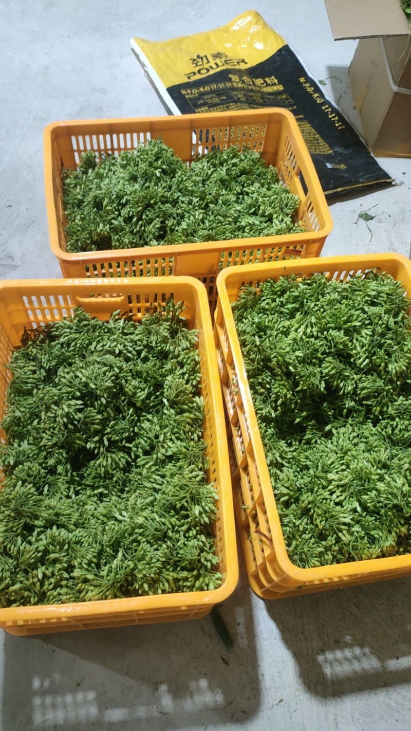 云南夜香花，臭菜，树仔菜