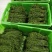 云南夜香花，臭菜，树仔菜