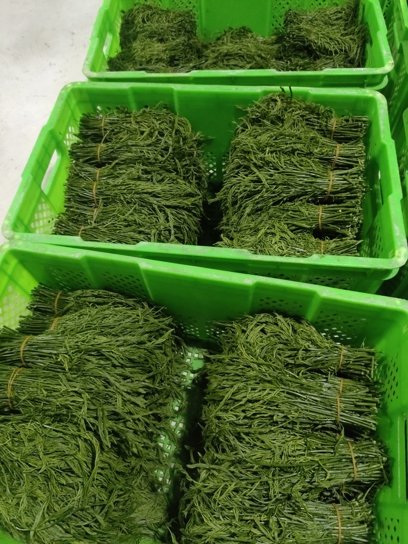 云南夜香花，臭菜，树仔菜