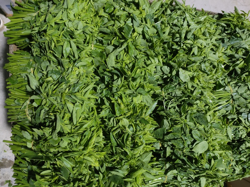云南夜香花，臭菜，树仔菜