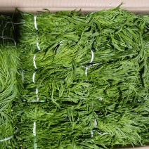 云南夜香花，臭菜，树仔菜