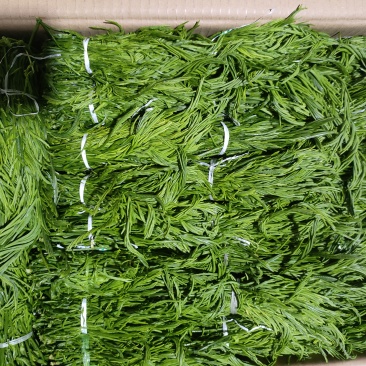 云南夜香花，臭菜，树仔菜