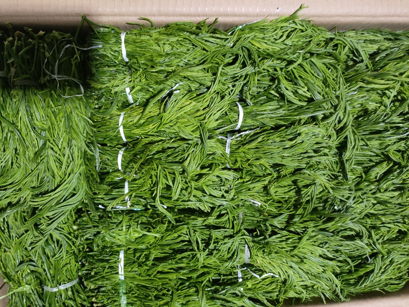 云南夜香花，臭菜，树仔菜