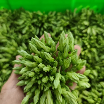 云南夜香花，臭菜，树仔菜