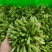 云南夜香花，臭菜，树仔菜
