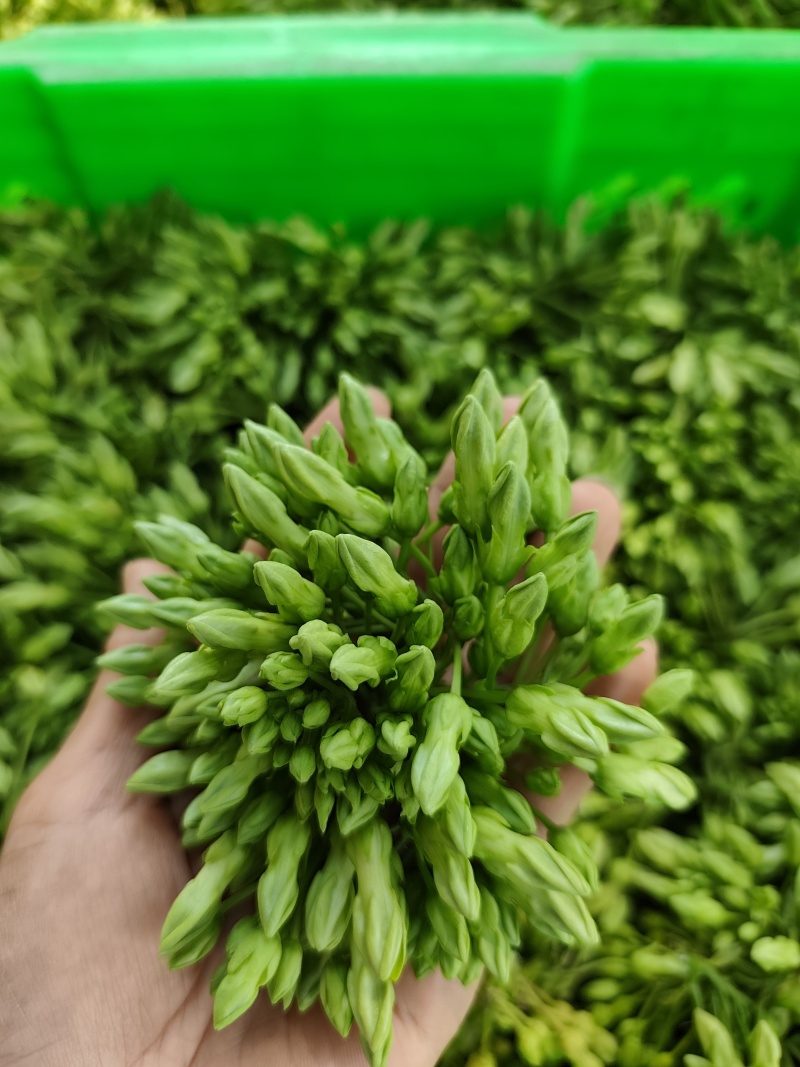 云南夜香花，臭菜，树仔菜