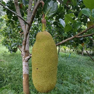 海南黄肉菠萝蜜，果地一手货源，质量保证海南原产地，、、