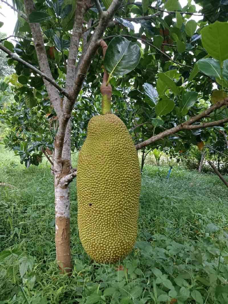 海南黄肉菠萝蜜，果地一手货源，质量保证海南原产地，、、