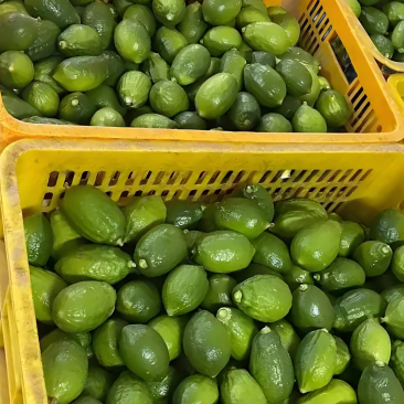 广东香水柠檬
