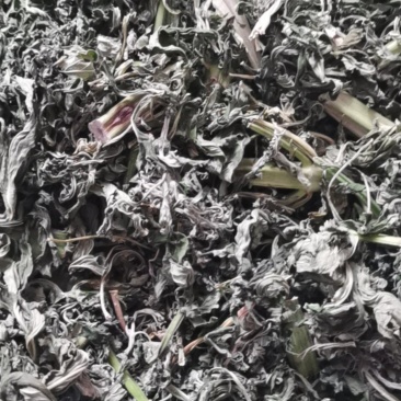 益母草