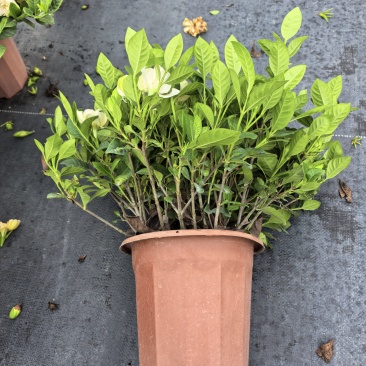 现货250规格小叶丛生栀子花，每盆十八株苗以上，满花苞。