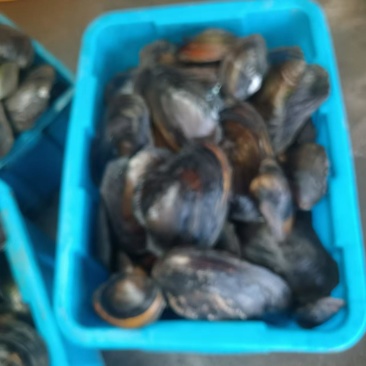 河蚌