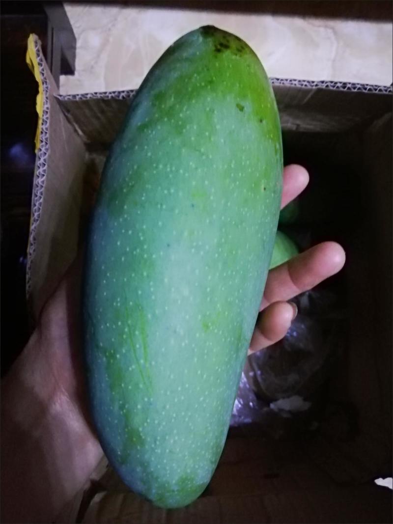 芒果单果250到300代发