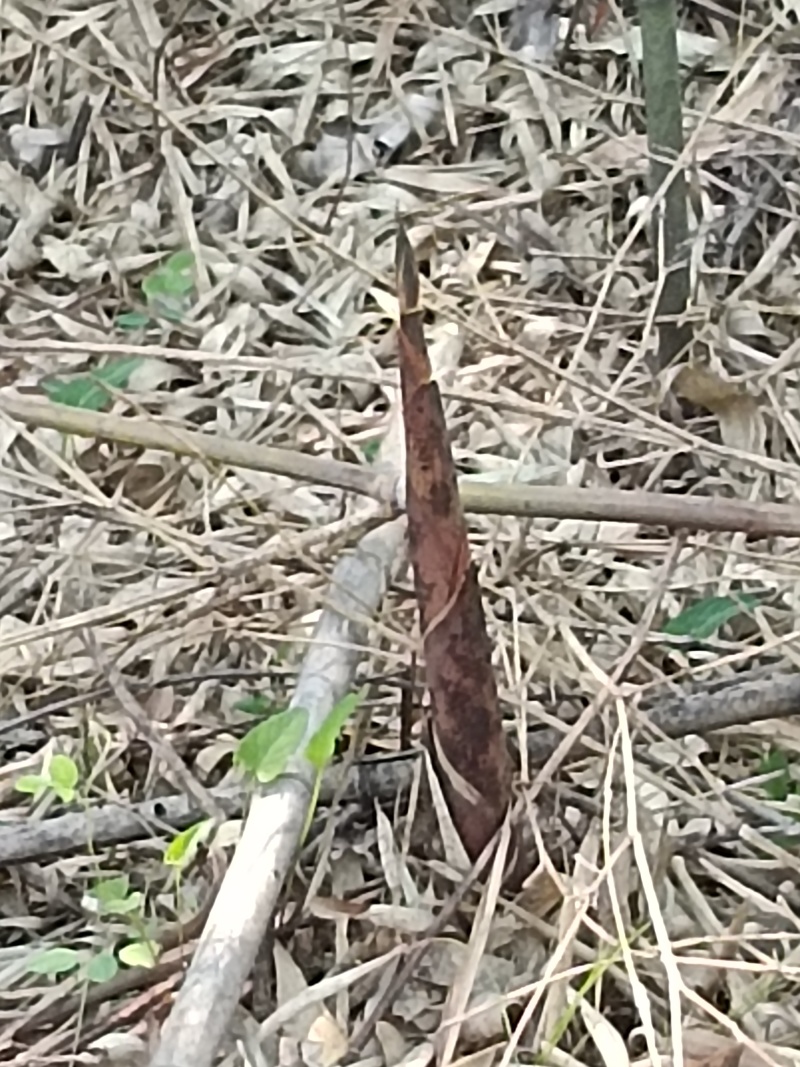 毛竹笋园竹笋