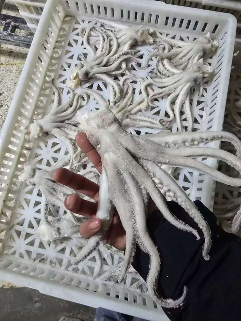 鱿鱼制品