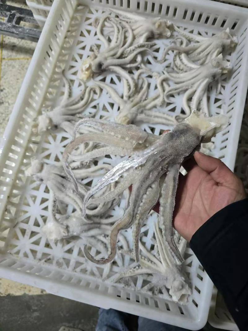 鱿鱼制品