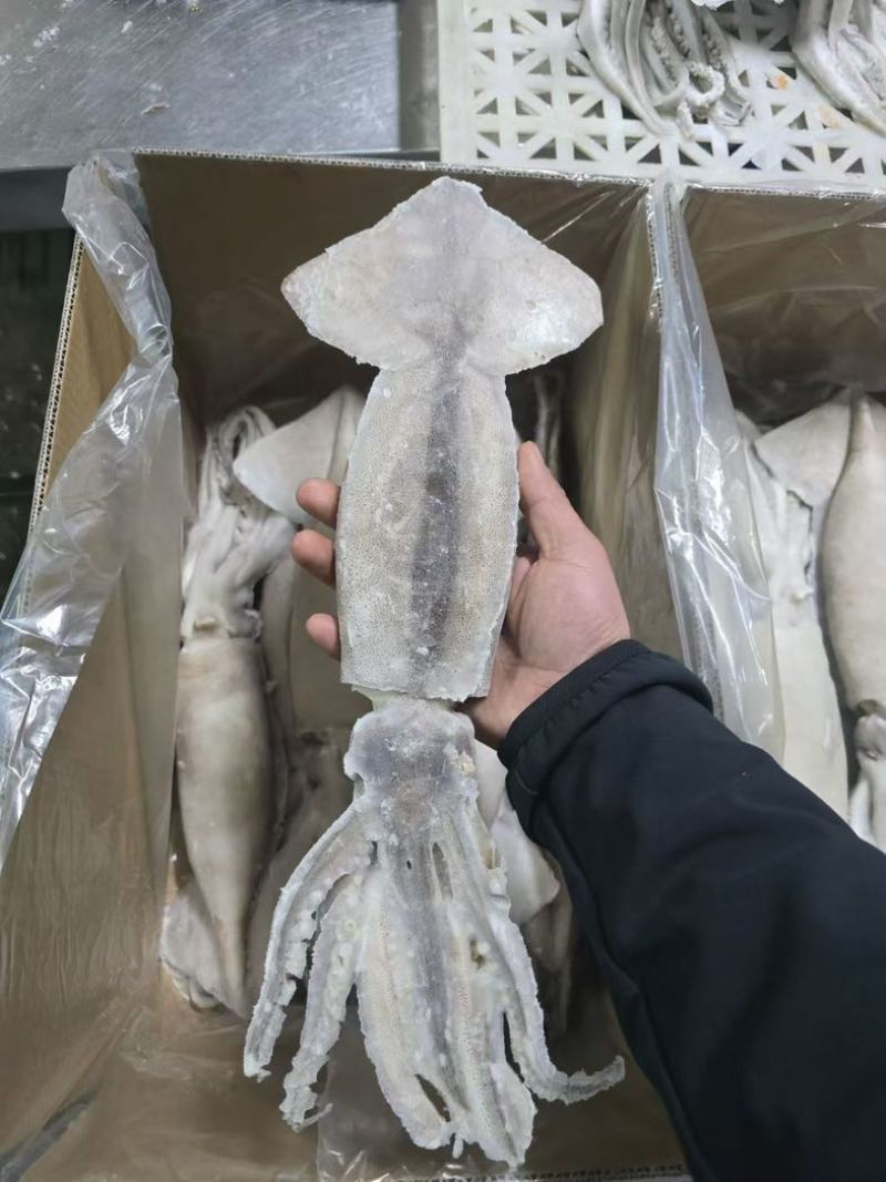 鱿鱼制品