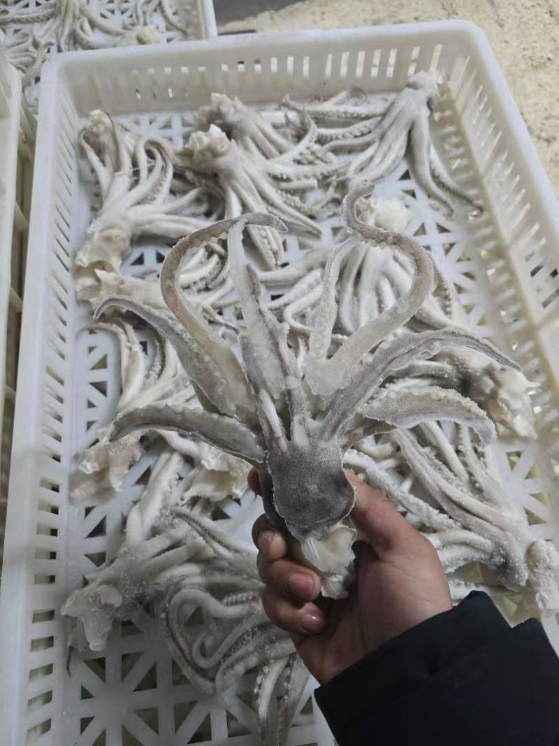 鱿鱼制品