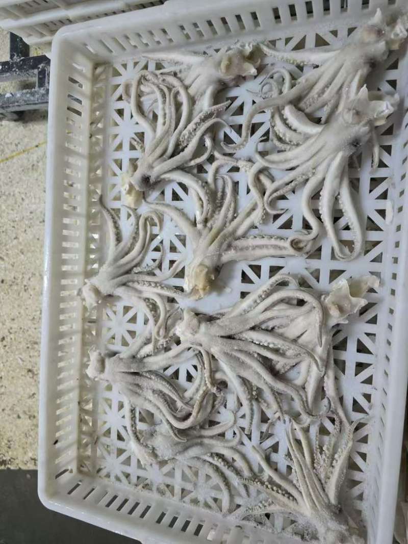 鱿鱼制品