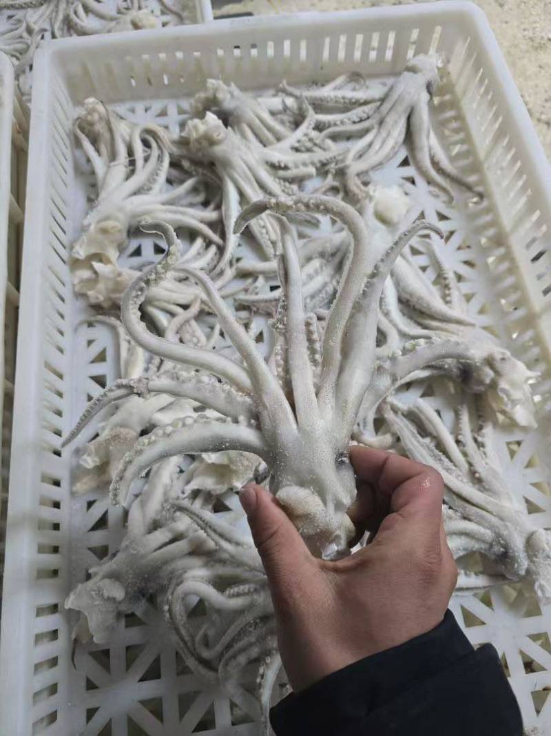 鱿鱼制品