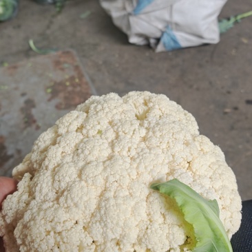 云南高原白花菜，随时有货，要的老板联系，青花白花松花长期供