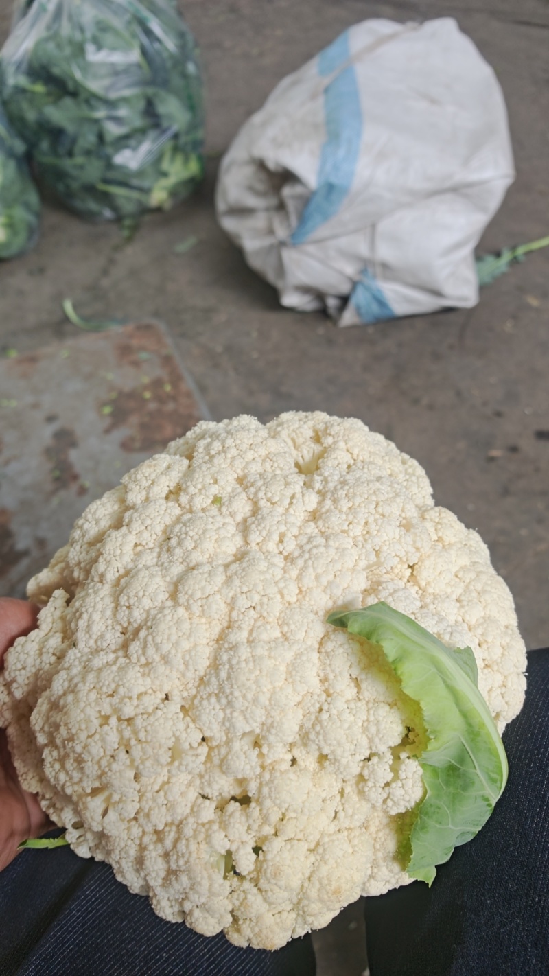 云南高原白花菜，随时有货，要的老板联系，青花白花松花长期供