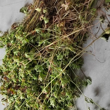 老灌草