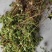 老灌草