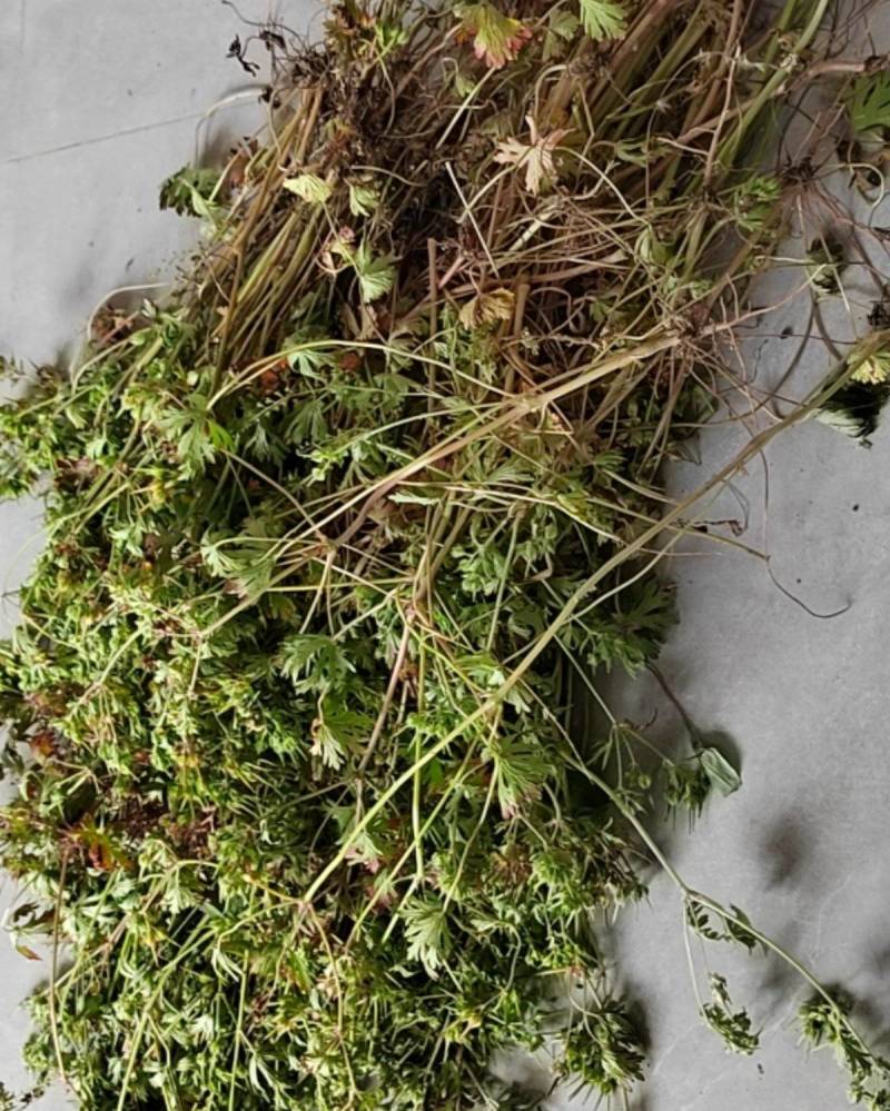 老灌草