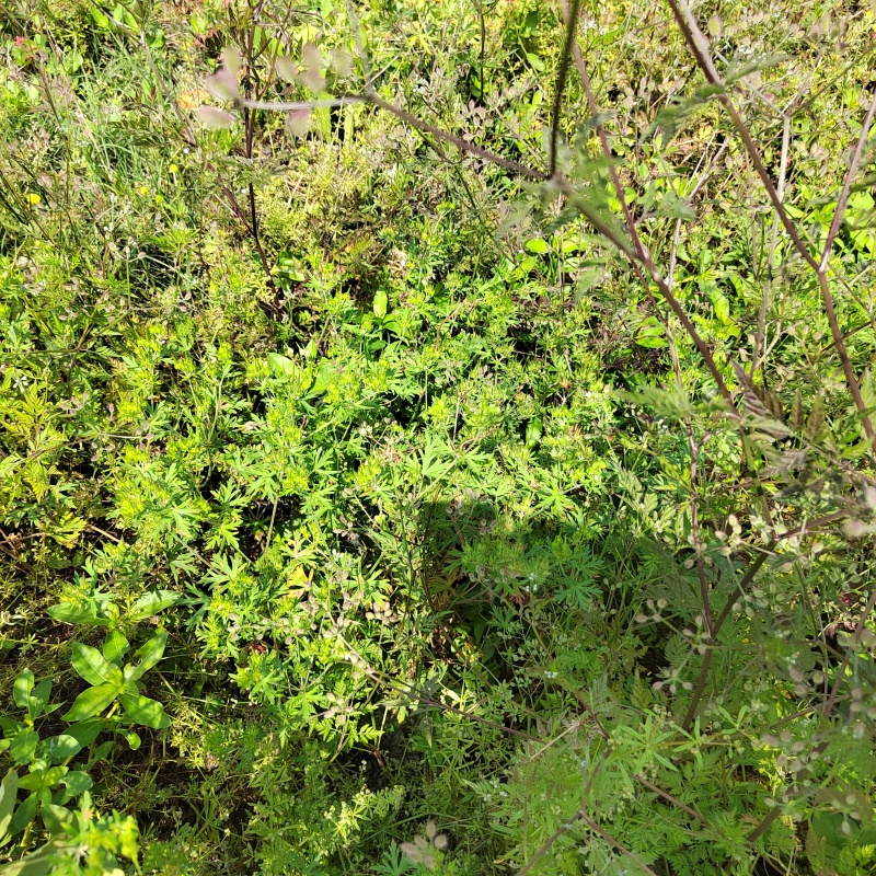 老灌草