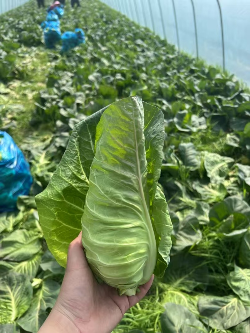南通精品牛心菜