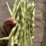 白不老芸豆，老来少芸豆