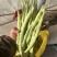 白不老芸豆，老来少芸豆