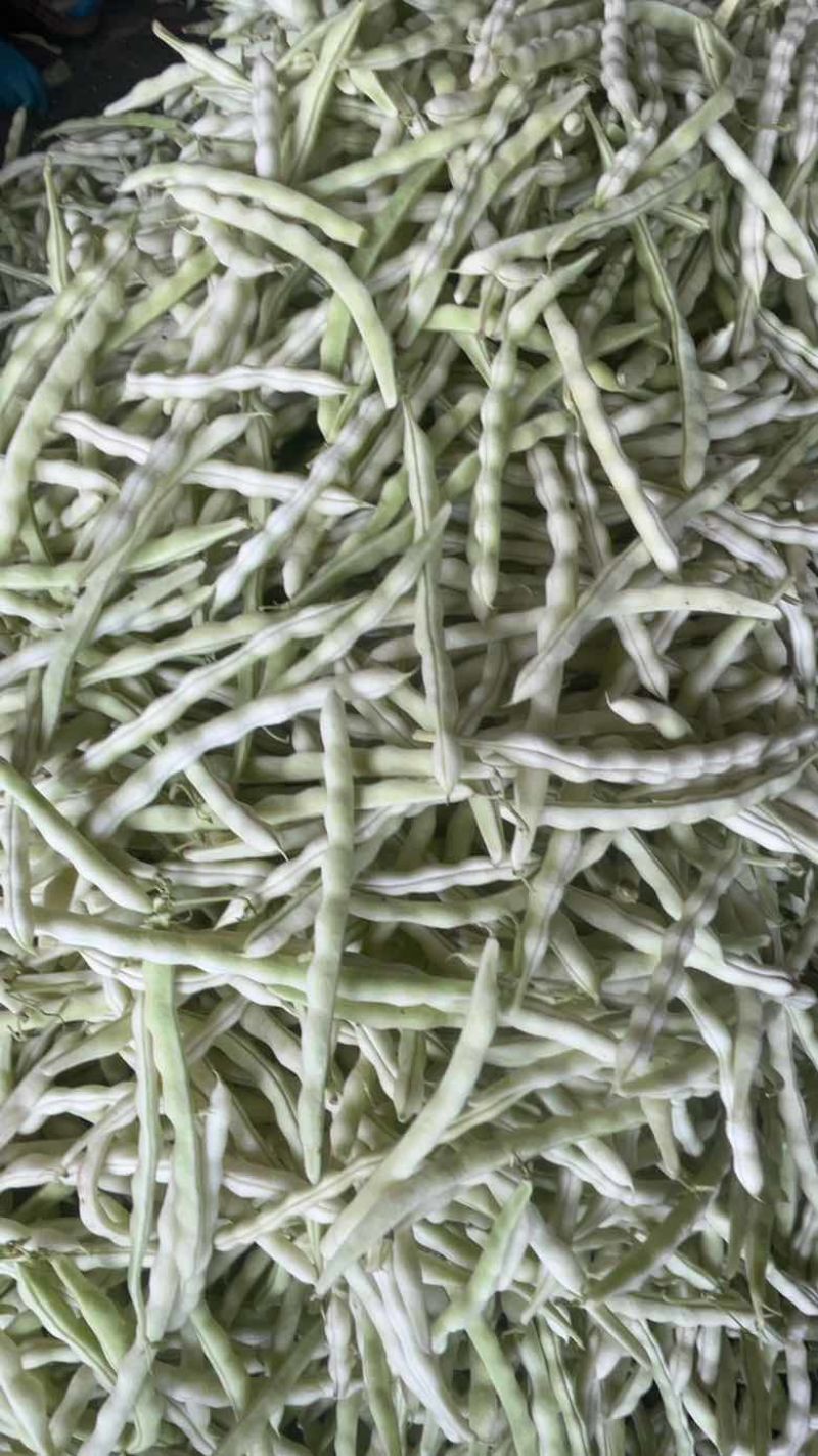白不老，老来少，