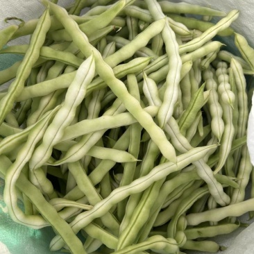 白不老，老来少，