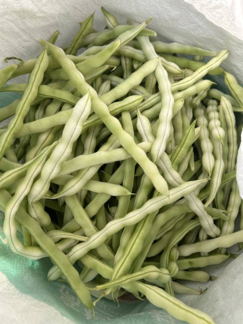 白不老，老来少，